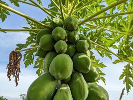 papaja boom met fruit dat groeit dik en gezond foto