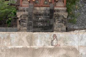 makaak aap aap binnen Bali induïst tempel foto