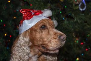 de kerstman gekleed hond cocker spaniel foto