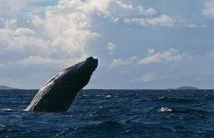 gebochelde walvis overtreden en jumping in blauw polynesisch zee foto