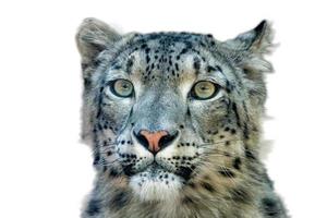 sneeuw luipaard dichtbij omhoog portret kijken Bij u foto