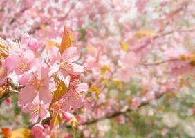 roze kers boom bloesem met zon stralen foto