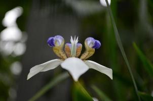 verbazingwekkend dichtbij omhoog van een bloeiend wit en Purper orchidee foto