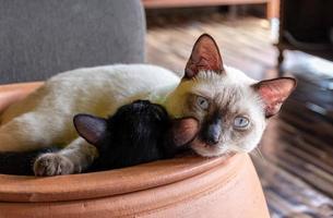 wit moeder kat slapen knuffelen een zwart katje foto