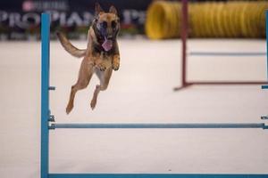 hond terwijl jumping hindernis Bij behendigheid wedstrijd foto