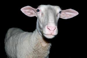 schapen portret geïsoleerd Aan de zwart foto