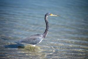 een blauw reiger jacht- in de zee foto