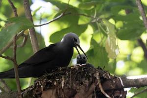 bruin knikken vogel neef eiland Seychellen foto