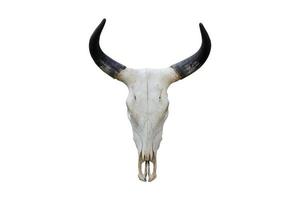 19 wit bizon schedel met zwart hoorns geïsoleerd Aan een transparant achtergrond foto