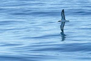 cory's pijlstormvogel vogel vliegend over- de oceaan foto