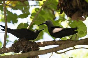bruin knikken vogel neef eiland Seychellen foto