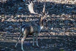 mannetje braak hert in liefde seizoen in de Woud in herfst foto