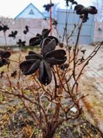 Paeonia suffruticosa zaden in sterren. pioen bloem boom zaden Aan een wazig achtergrond. pioen, een symbool van een halfstruik in Chinese cultuur. zaden van de nationaal bloem van China. tuinieren, sierteelt foto