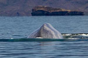 blauw walvis de grootste dier in de wereld foto