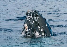 gebochelde walvis in Tonga, Polynesië paradijs foto