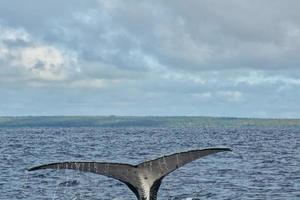 gebochelde walvis staart gaan naar beneden in blauw polynesisch zee foto