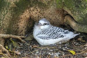 pasgeboren tropisch pijlstormvogel vogel neef eiland Seychellen foto