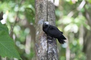 bruin knikken vogel neef eiland Seychellen foto