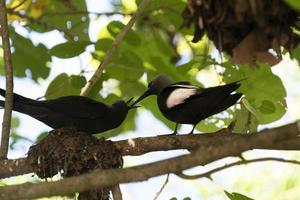 bruin knikken vogel neef eiland Seychellen foto