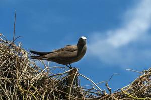 bruin knikken vogel neef eiland Seychellen foto