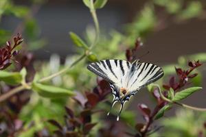 slikken staart vlinder machaon dichtbij omhoog portret foto