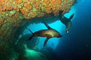 jong puppy Californisch zee leeuw aanraken een scuba duiker foto