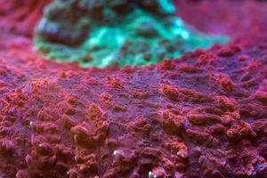 moeilijk koraal macro Aan nacht duiken licht foto