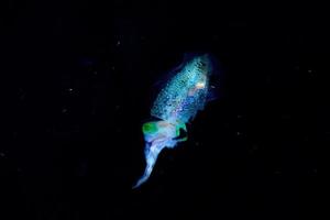 inktvis inktvis onderwater- Bij nacht foto