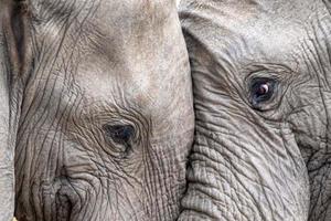 olifant oog dichtbij omhoog in Kruger park zuiden Afrika foto