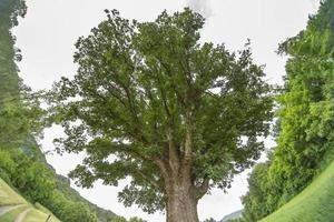 oud honderdjarig bestaan eik boom foto