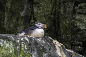 atlantic oceaan papegaaiduiker vogel resting in nest Aan klif rotsen foto