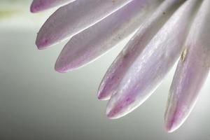 madeliefje bloem blad ultra macro detail foto