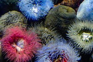 false veren- anemoon pseudoactinie flagellifera onderwater- foto
