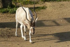 addax dichtbij omhoog portret foto