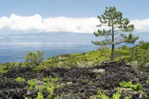 pico eiland azoren wijngaard wijn druiven beschermde door lava steen antenne visie foto