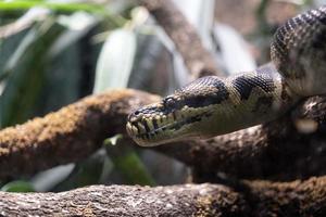 morelia spilota variegata phyton slang oog foto