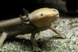 axolotl onderwater- aan het eten larve artemia foto