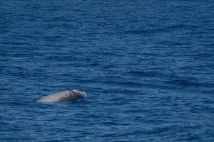 wit bijzonder gans snavel walvis dolfijn ziphius cavirostris foto
