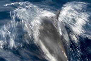 Actie effect Aan dolfijn terwijl jumping in de diep blauw zee foto