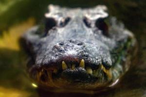 krokodil alligator kaaiman tanden dichtbij omhoog foto