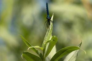 blauw libel macro dichtbij omhoog foto