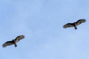 zopilote gier buizerd vogel vliegend in baja Californië foto