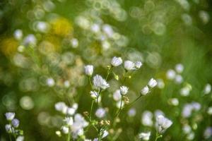 klein madeliefje bloemen Aan bubbel bokeh achtergrond foto