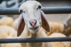 dichtbij omhoog schatje wit schapen gezicht op zoek Bij de camera in de boerderij Bij Thailand foto