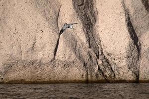 pelikaan vliegend over- baja Californië sur Cortez zee rotsen foto