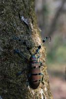 boktor in de natuur foto