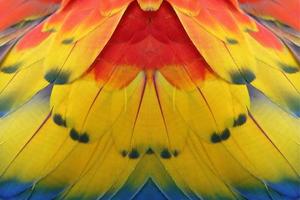 kleurrijke veren voor achtergrond of textuur foto