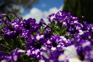 lila bloem in voorjaar foto