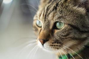 close up van een Cyperse kat met groene ogen foto