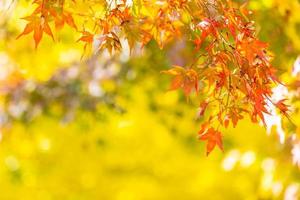 prachtige esdoornbladboom in de herfst foto